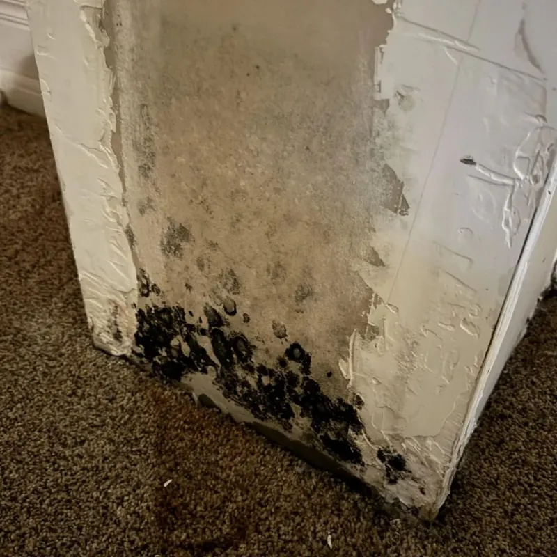 Professional Mold Removal in Aurora, NE